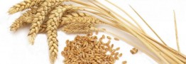 کاهش عرضه گندم در بورس و افزایش قیمتها